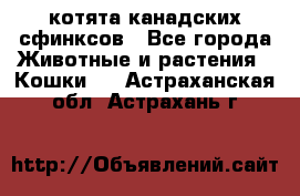 котята канадских сфинксов - Все города Животные и растения » Кошки   . Астраханская обл.,Астрахань г.